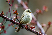 CC_2024-03-26_033